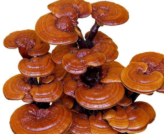 MS29 - SP11 - Tự VC - variants