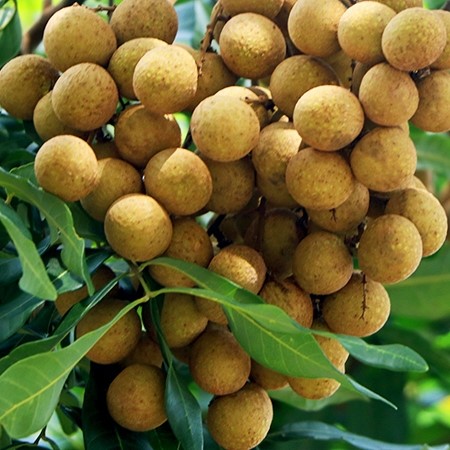 Nhãn Hưng Yên 1