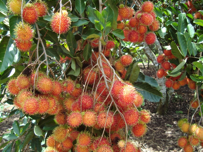 Top sản phẩm