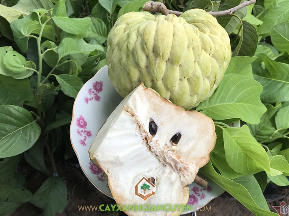 S51 - SP7 - dove - no pay - variants